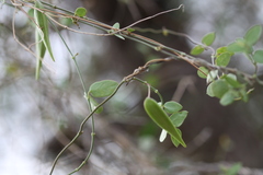Pentatropis capensis
